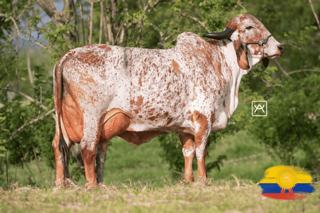 Donadora Gyr blanca y rojiza, de cuerpo completo en el potrero